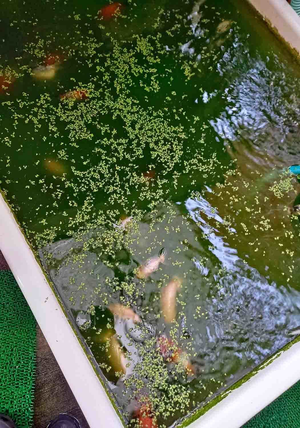 3 のんびり金魚生活