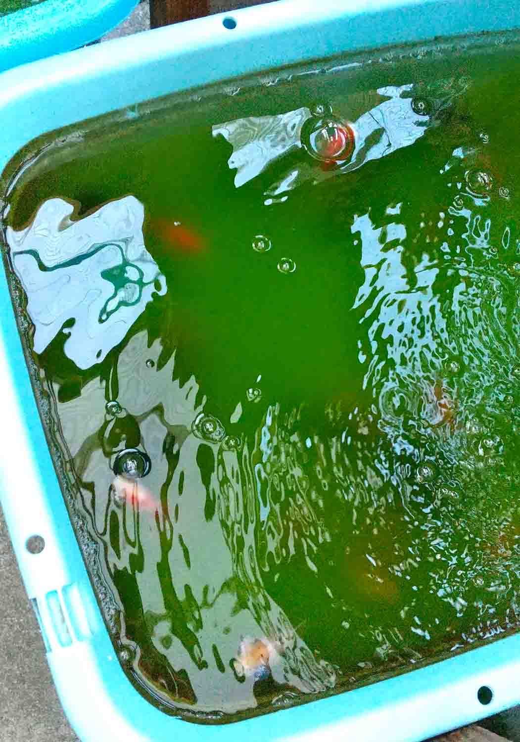 玄関横の水槽３ のんびり金魚生活